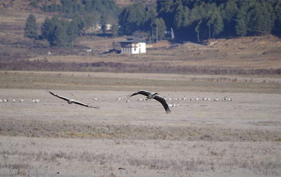 GLIMPSES OF THE CRANE VALLEY