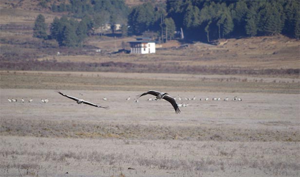 GLIMPSES OF THE CRANE VALLEY